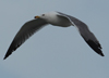 Larus armenicus